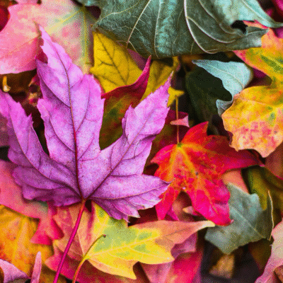 21 Day Autumn Reset Programme 2020